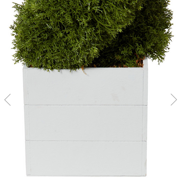 Cypress Spiral Tree - Green - Image 4